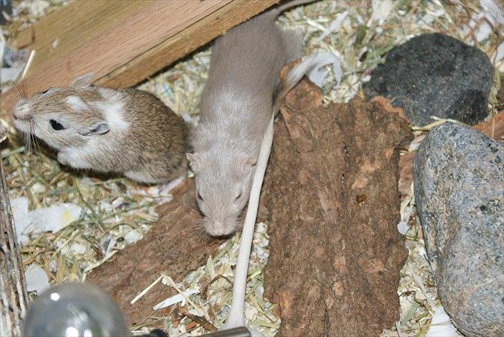 Ørkenrotte Spotligt * Broget Agouti * SOLGT TIL CHERI J billede 13