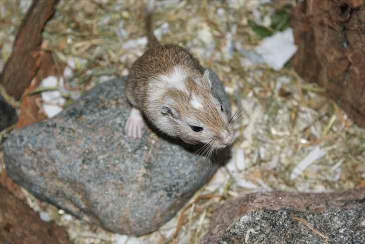 Ørkenrotte Spotligt * Broget Agouti * SOLGT TIL CHERI J billede 14