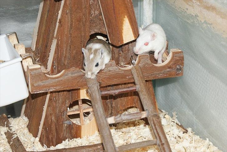 Ørkenrotte Spotligt * Broget Agouti * SOLGT TIL CHERI J billede 15