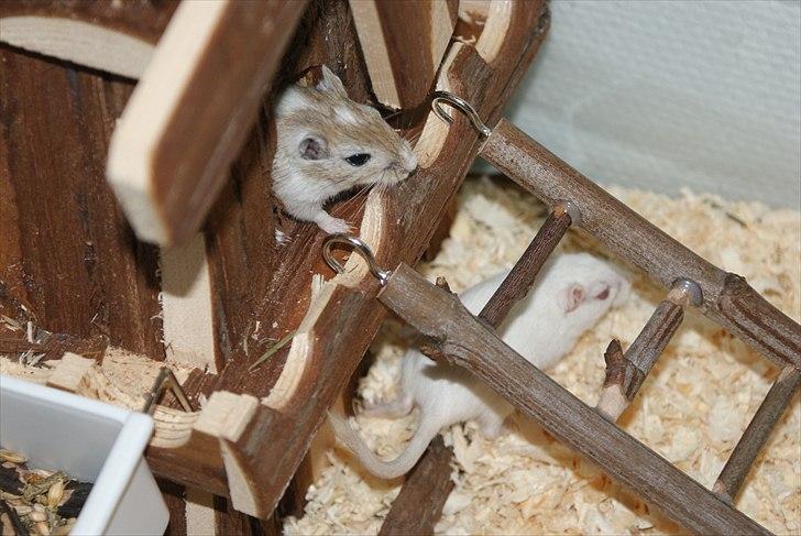 Ørkenrotte Spotligt * Broget Agouti * SOLGT TIL CHERI J billede 16