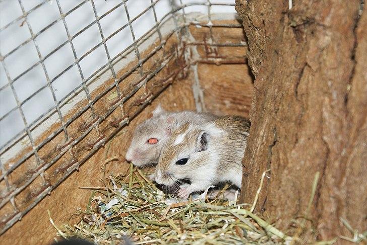 Ørkenrotte Spotligt * Broget Agouti * SOLGT TIL CHERI J billede 17