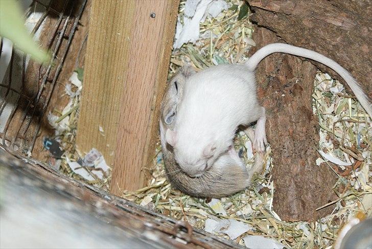 Ørkenrotte Spotligt * Broget Agouti * SOLGT TIL CHERI J billede 18