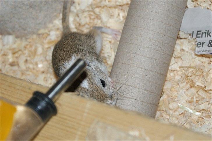 Ørkenrotte Spotligt * Broget Agouti * SOLGT TIL CHERI J billede 19