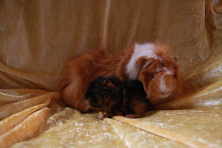 Marsvin Chili - Chili og hendes første unge hos mig som hedder Rosa billede 1