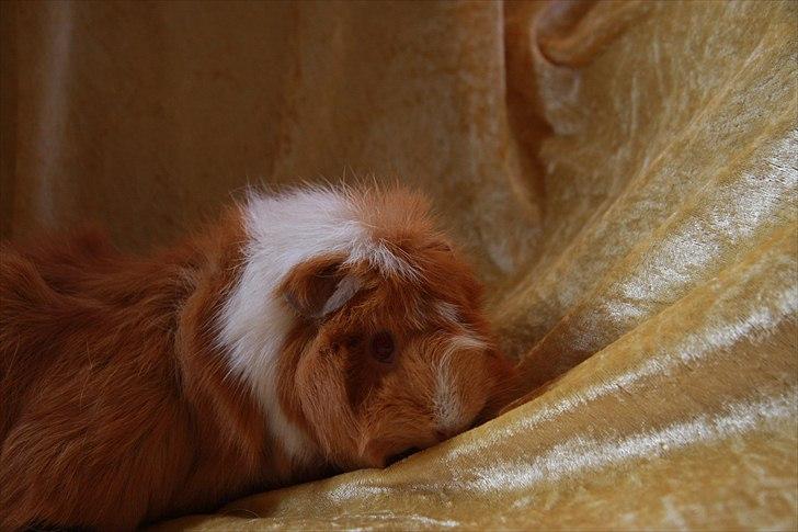 Marsvin Chili billede 2