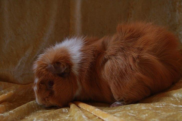 Marsvin Chili billede 6