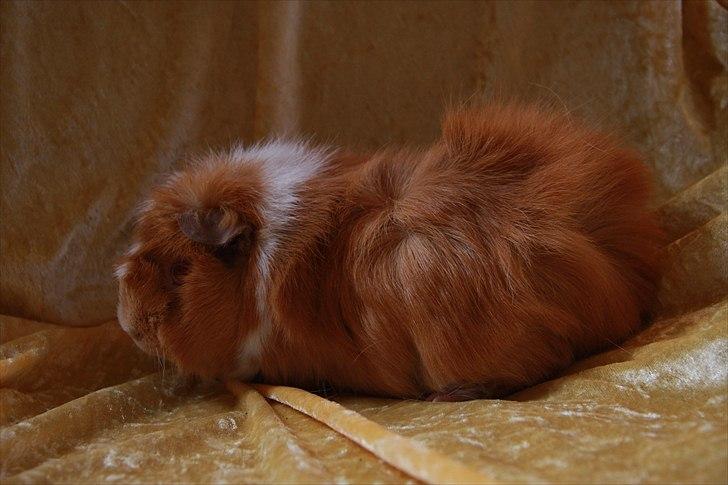 Marsvin Chili billede 11