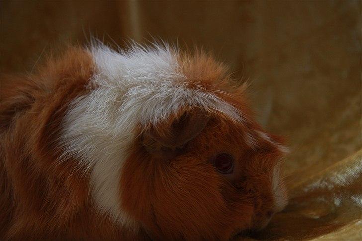 Marsvin Chili billede 12