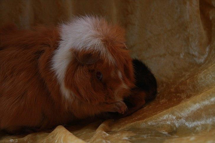 Marsvin Chili - Så skal der vaskes billede 4