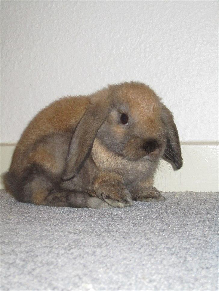 Kanin Naked Nagini Tosqua billede 8