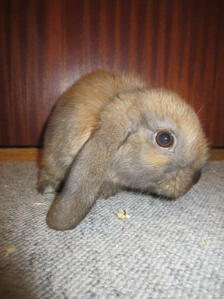 Kanin Naked Nagini Tosqua billede 9