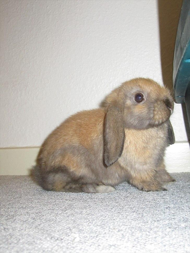 Kanin Naked Nagini Tosqua billede 10