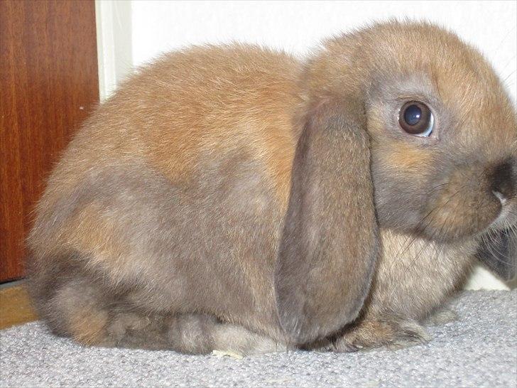 Kanin Naked Nagini Tosqua billede 11