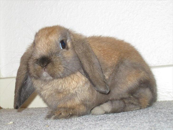 Kanin Naked Nagini Tosqua billede 12