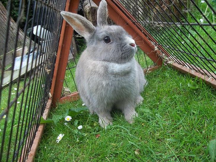 Kanin Stald trekløvers Magic Pearl  billede 1