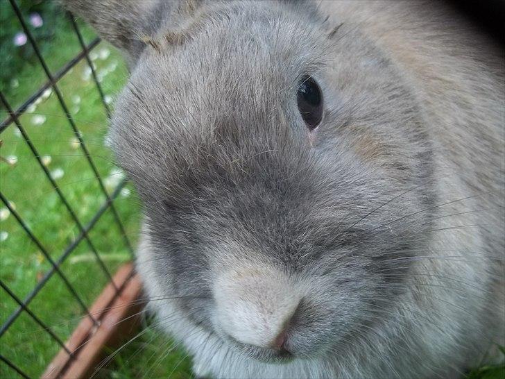 Kanin Stald trekløvers Magic Pearl  billede 2