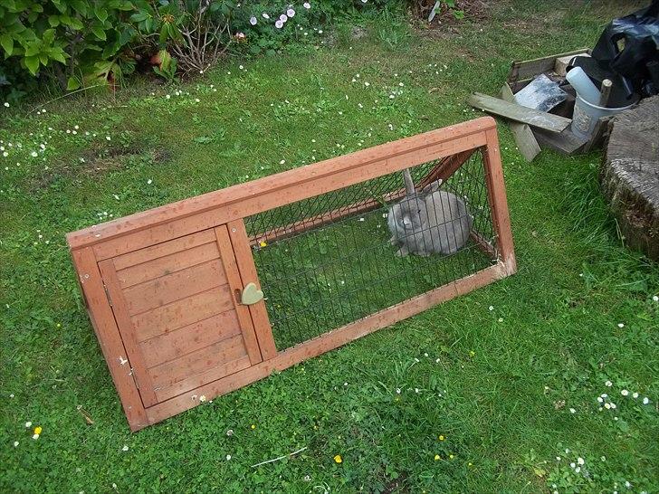 Kanin Stald trekløvers Magic Pearl  billede 3