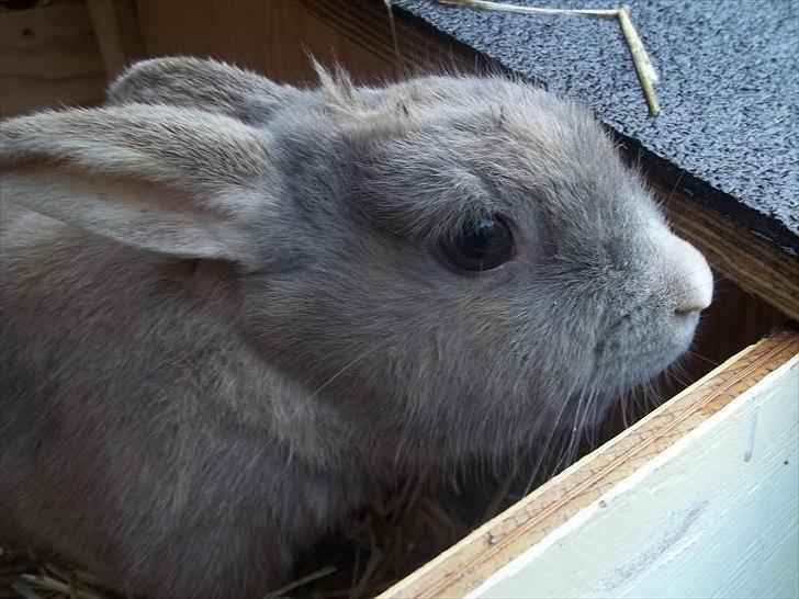 Kanin Stald trekløvers Magic Pearl  billede 4