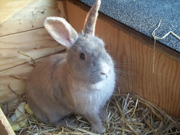 Kanin Stald trekløvers Magic Pearl  billede 5