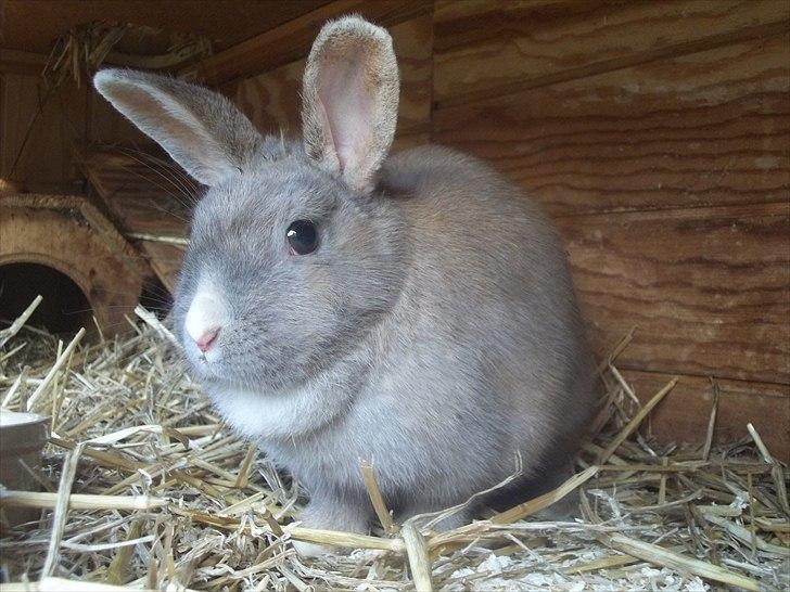 Kanin Stald trekløvers Magic Pearl  billede 6