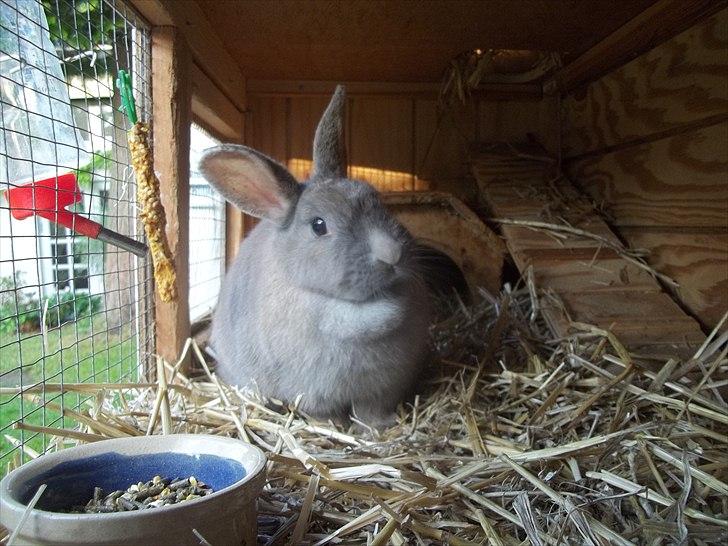 Kanin Stald trekløvers Magic Pearl  billede 7