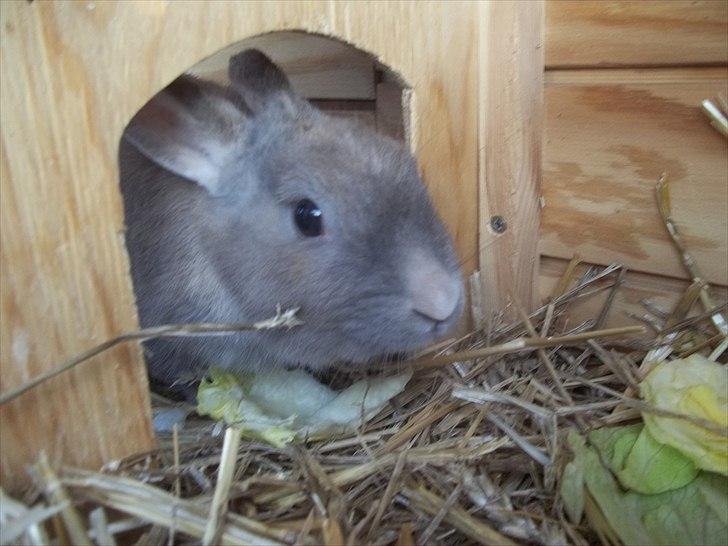 Kanin Stald trekløvers Magic Pearl  billede 8