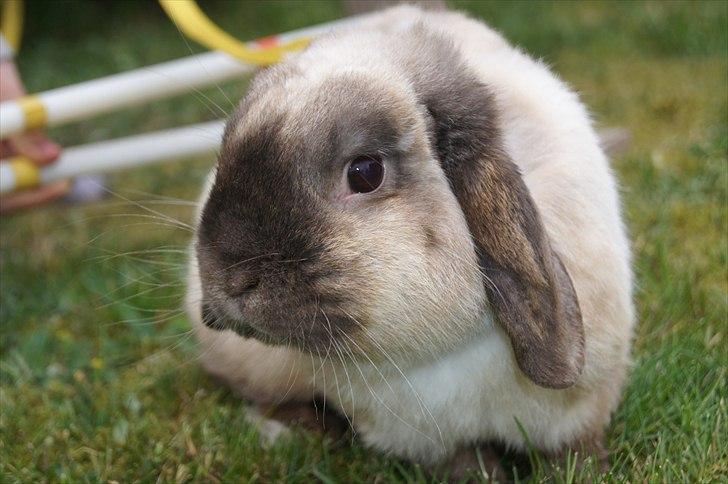 Kanin Søren AKA Sypratar billede 1