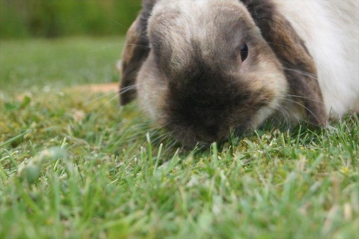 Kanin Søren AKA Sypratar billede 2