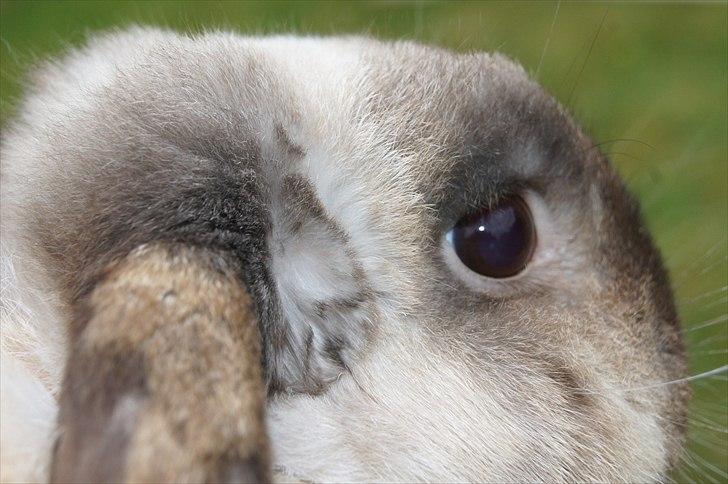 Kanin Søren AKA Sypratar billede 3