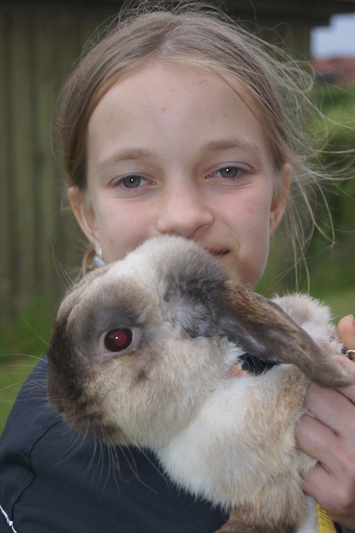 Kanin Søren AKA Sypratar billede 4