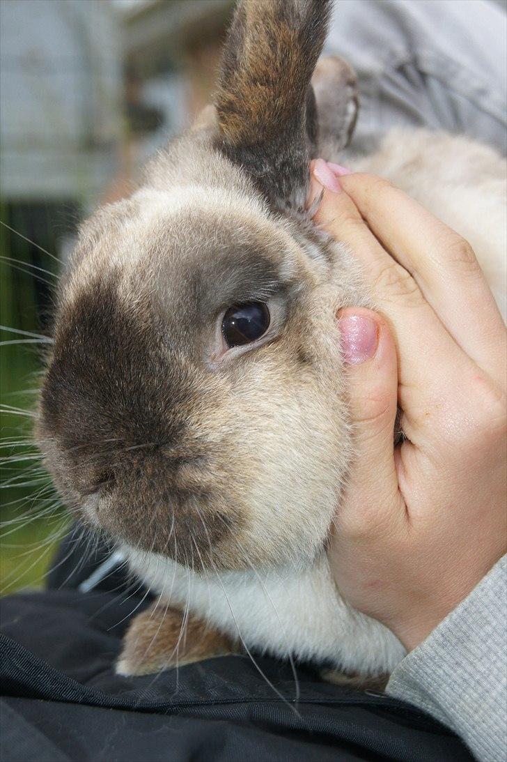 Kanin Søren AKA Sypratar billede 5