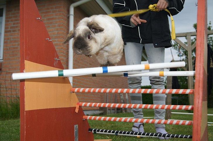 Kanin Søren AKA Sypratar billede 6