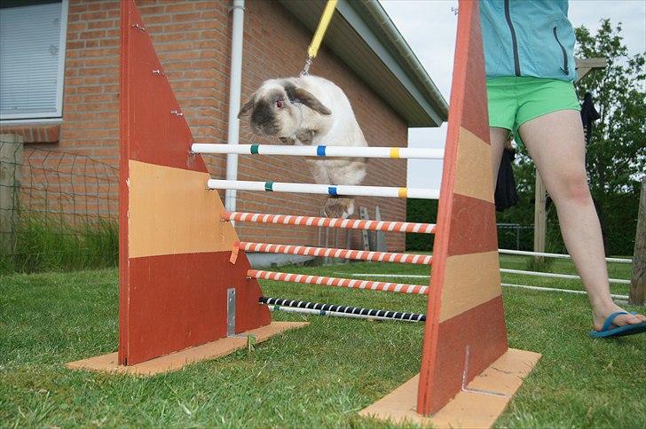 Kanin Søren AKA Sypratar billede 7