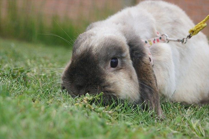 Kanin Søren AKA Sypratar billede 8