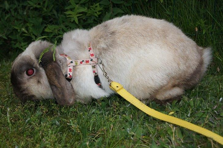 Kanin Søren AKA Sypratar billede 9