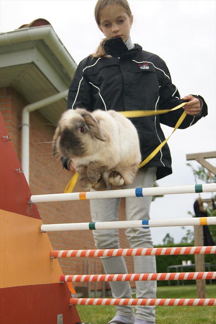 Kanin Søren AKA Sypratar billede 10