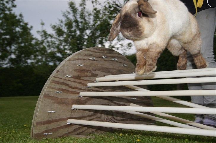 Kanin Søren AKA Sypratar billede 11