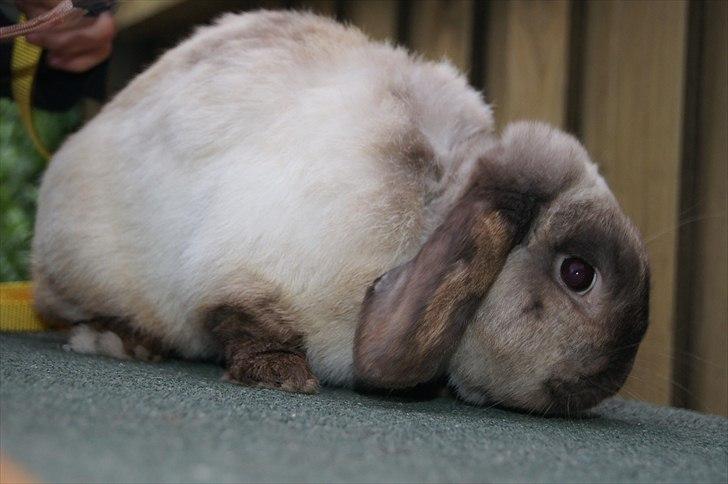 Kanin Søren AKA Sypratar billede 12