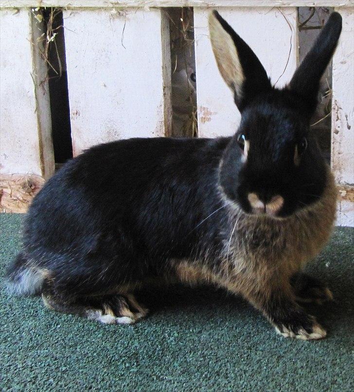 Kanin Findus billede 1