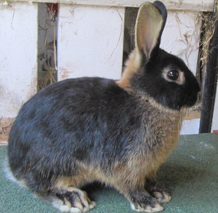 Kanin Findus billede 2