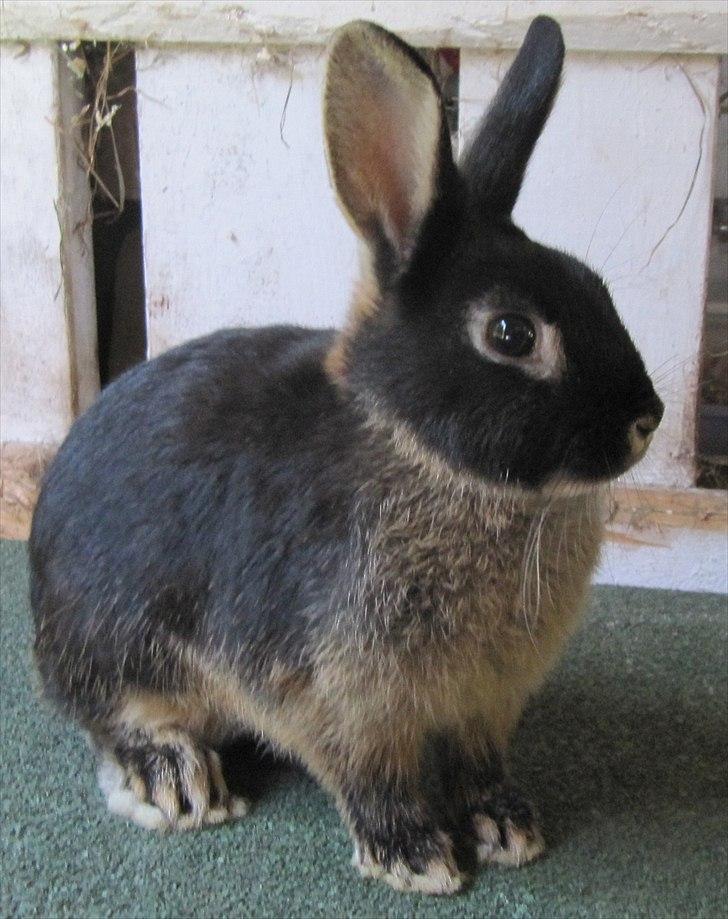 Kanin Findus billede 3