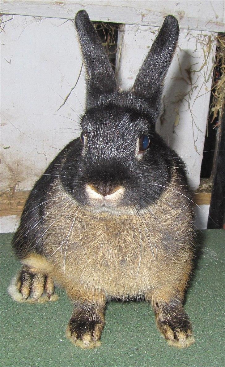 Kanin Findus billede 4