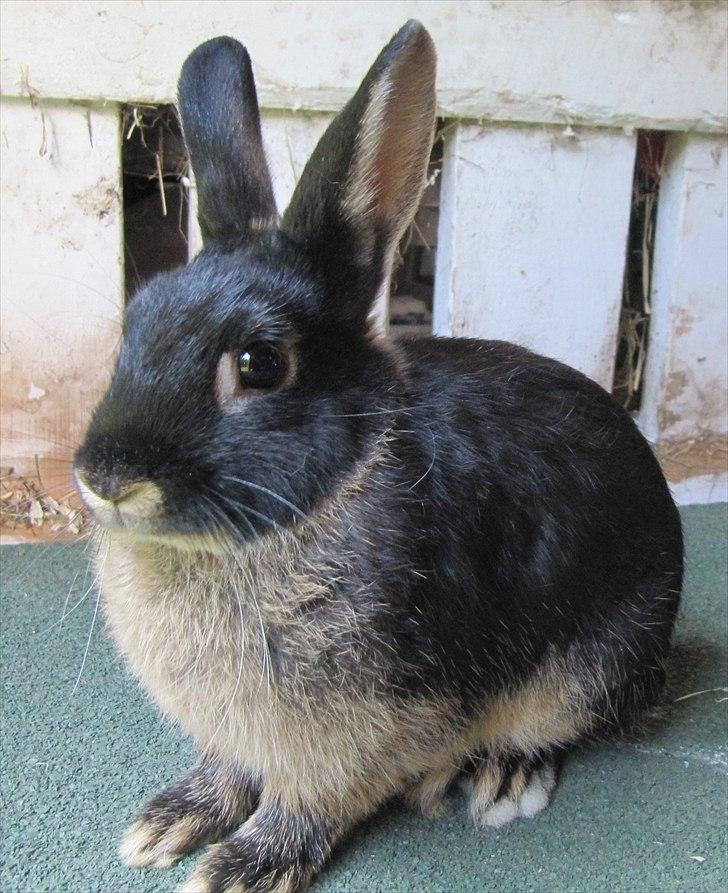 Kanin Findus billede 5