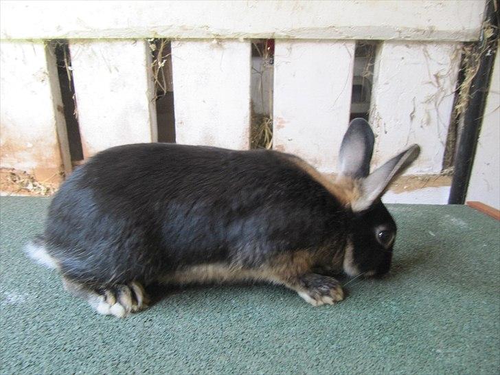 Kanin Findus billede 6