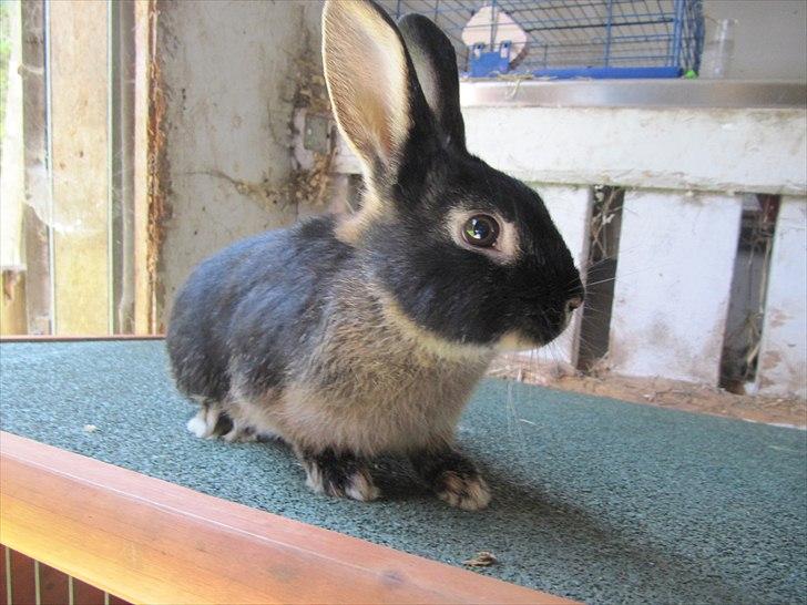 Kanin Findus billede 7