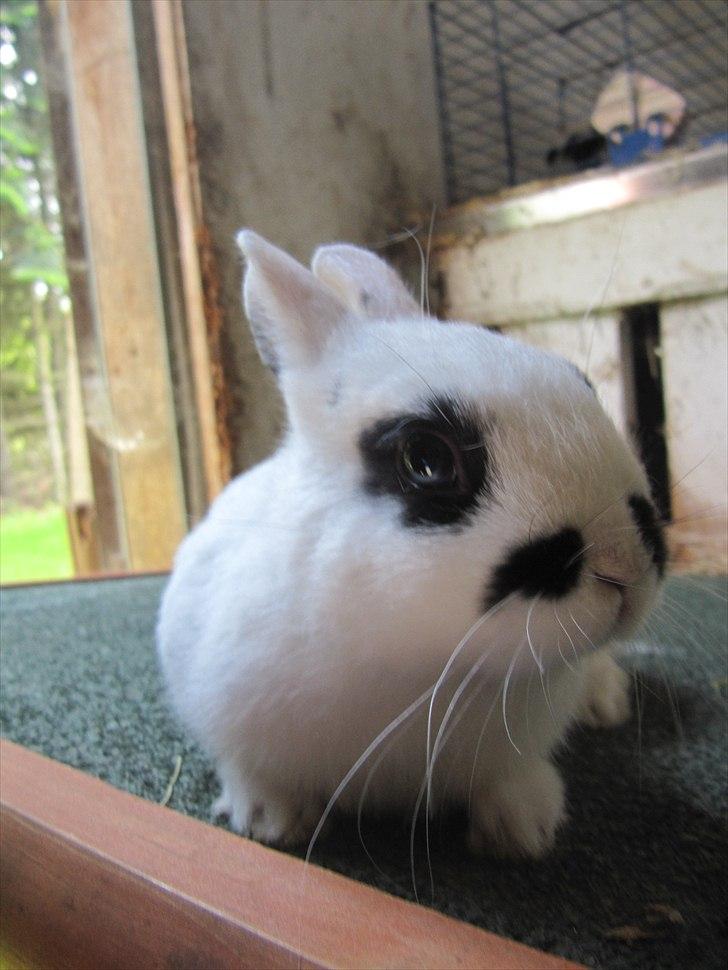 Kanin Sander billede 1