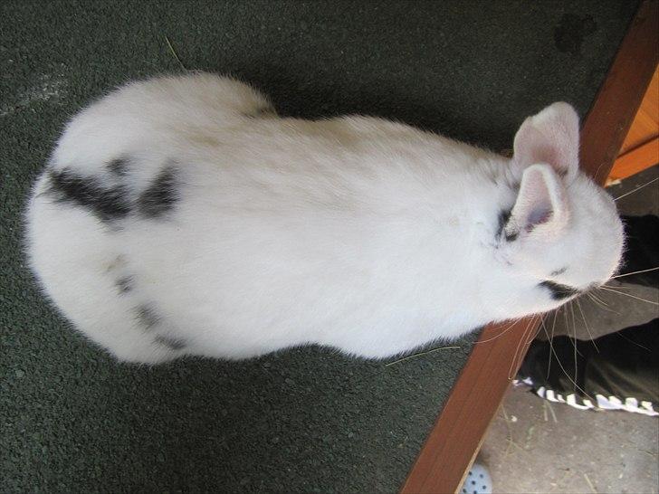 Kanin Sander billede 2