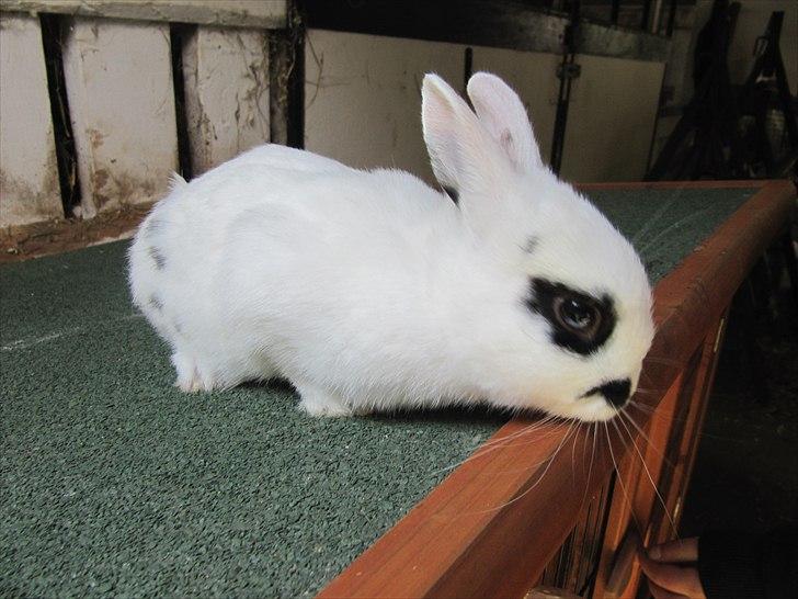 Kanin Sander billede 3