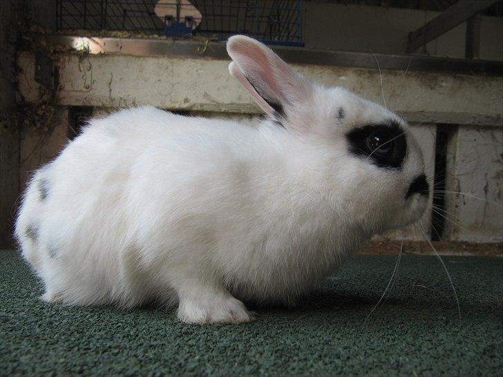 Kanin Sander billede 4