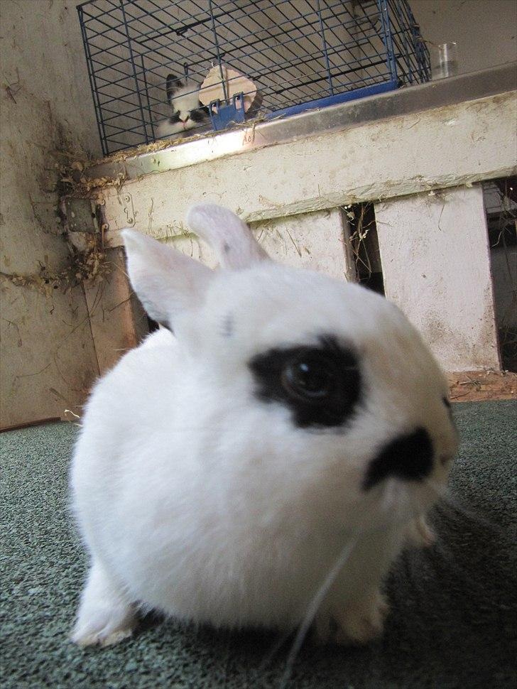 Kanin Sander billede 5